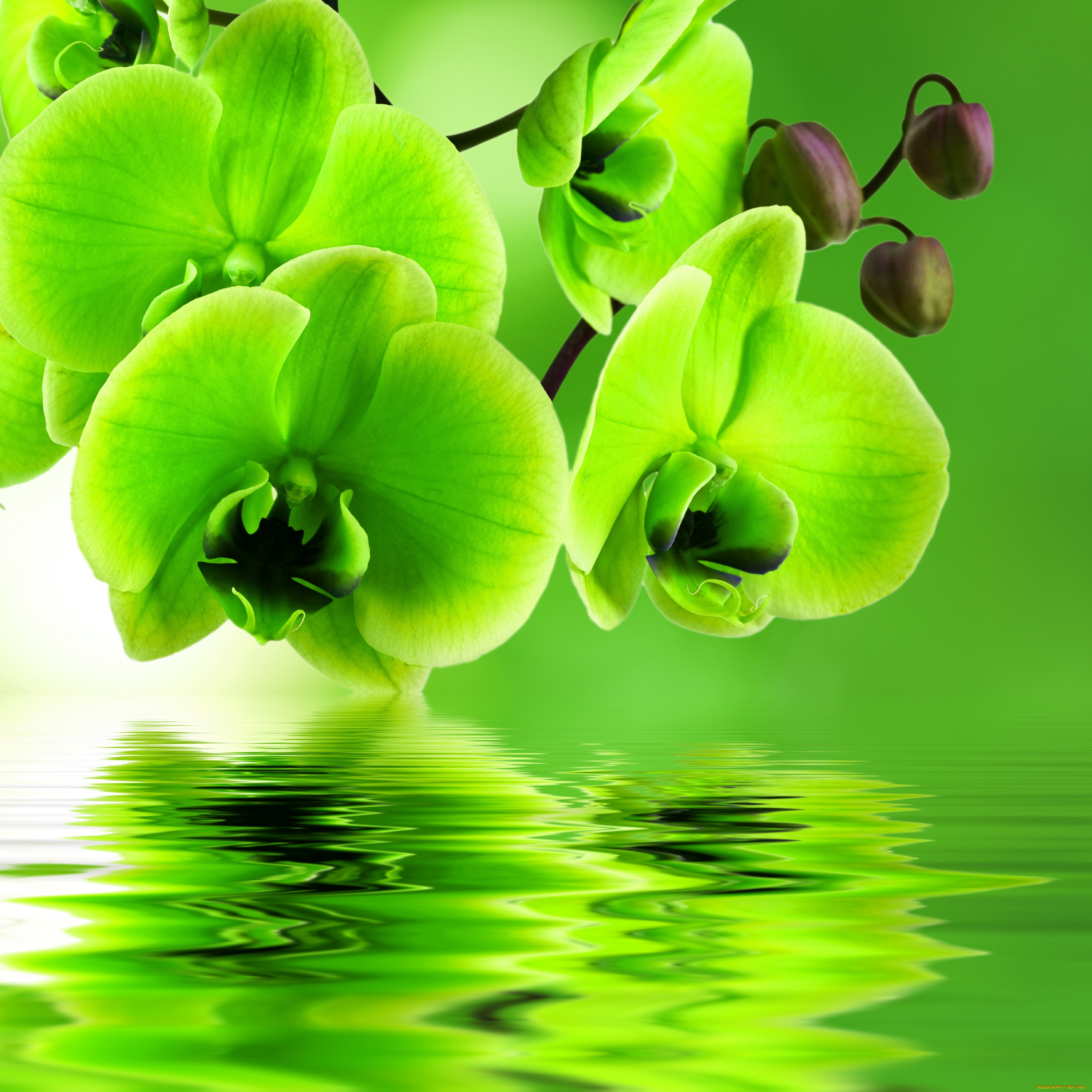 Фототюль зеленые орхидеи